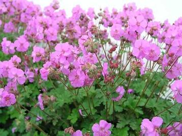 Geranium Cantabrigiense 'Karmina' en andere planten beschikbaar voor biedingen
