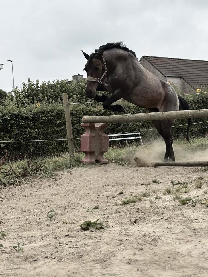 D-pony merrie met stamboek te koop, Animaux & Accessoires, Poneys, Jument, Débourré, Poney D (1.37 m à 1.48m), Poney de récréation