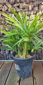 Winterharde palmbomen. Trachycarpus Fortunei, Ophalen