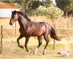 Lusitano Grand Prix paard, Hengst