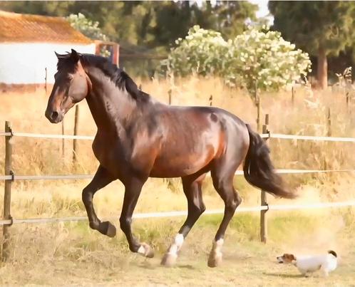 Lusitano Grand Prix paard, Dieren en Toebehoren, Paarden, Hengst