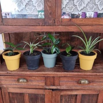 Mooie kamerplanten van eigen kweek, Vanaf 2€/st beschikbaar voor biedingen