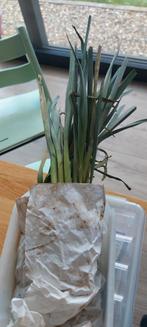 Gratis - Zomerprei plantgoed preiplantjes, Tuin en Terras, Planten | Tuinplanten, Ophalen, Groenteplanten