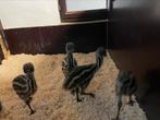 Emoe kuikens, Autres espèces