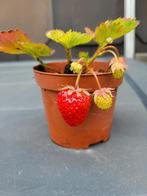Aardbeienplanten, Ophalen, In pot
