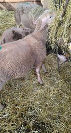 Melkschaapen ooien 2 jaar en een van 6 maanden, Dieren en Toebehoren, Schapen, Geiten en Varkens