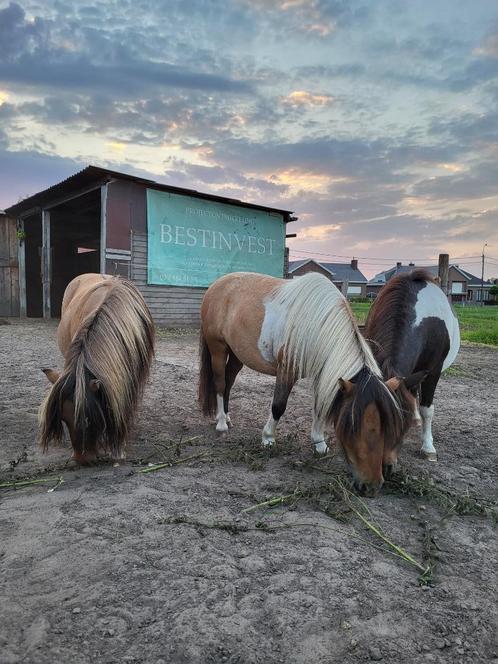 Halve stal gezocht, Animaux & Accessoires, Chevaux