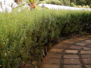 Rozemarijn officinalis, Tuin en Terras, Ophalen, Vaste plant