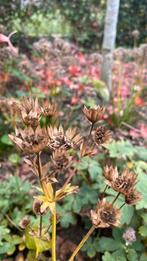 Astrantia major roma, Enlèvement