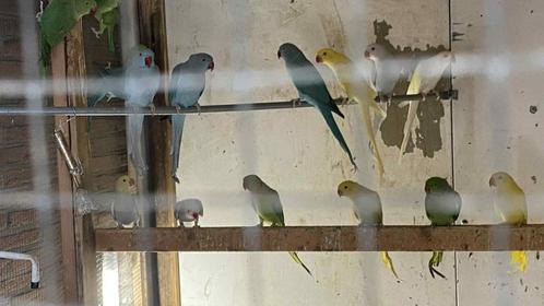 Halsbandparkieten wegens einde hobby 29 Stuks, Dieren en Toebehoren, Vogels | Parkieten en Papegaaien, Parkiet, Meerdere dieren