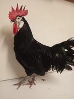 Trio spaanse witwang (1 haan en 2 hennen) / Duitse bloedlijn, Dieren en Toebehoren