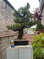 Bonsai kokonoe, Tuin en Terras, Ophalen