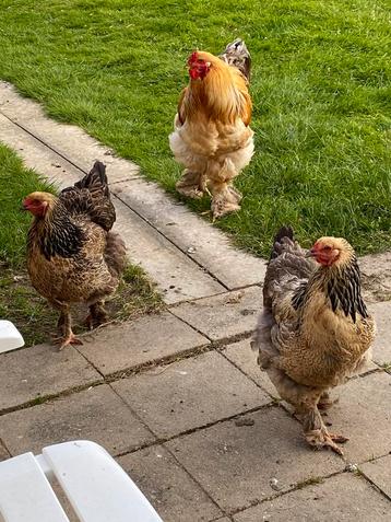 Broedeieren Brahma beschikbaar voor biedingen