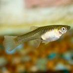 Endler guppy, Dieren en Toebehoren, Vis, Zoetwatervis