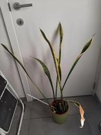Sansevieria trifasciata laurentii 85 cm, Maison & Meubles, Plantes d'intérieur, Ombre partielle, Plante verte, Enlèvement, Moins de 100 cm