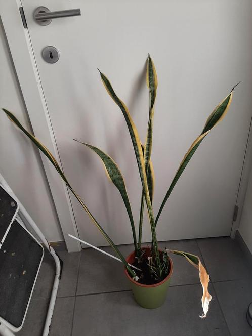 Sansevieria trifasciata laurentii 85 cm, Huis en Inrichting, Kamerplanten, Overige soorten, Minder dan 100 cm, Groene kamerplant