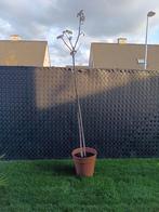 Notelaar hoogte 235cm incl pot, Ophalen
