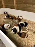 Lono’s cavia’s, Dieren en Toebehoren, Knaagdieren, Cavia