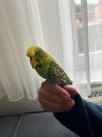 Tame engelse parkiet maneke, Dieren en Toebehoren, Parkiet