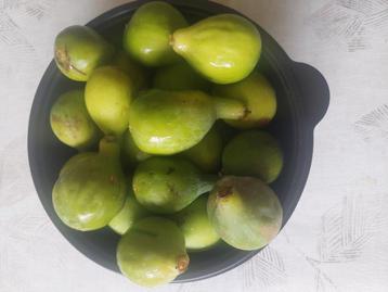 Vijgen  beschikbaar voor biedingen