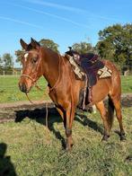 Western Paard Merrie., Animaux & Accessoires, Chevaux & Poneys | Selles, Enlèvement, Utilisé, Western