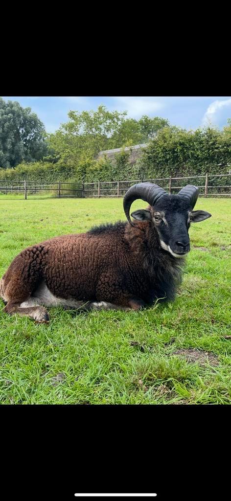 Soay schapen (familiegroep), Dieren en Toebehoren, Schapen, Geiten en Varkens, Schaap, Meerdere dieren, 0 tot 2 jaar