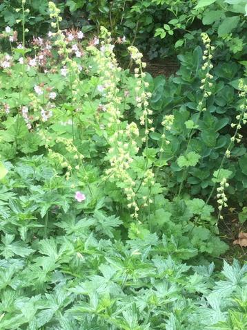 Tellima grandiflora 4 planten beschikbaar voor biedingen