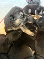 Duitse herder pups, Dieren en Toebehoren, Honden | Herdershonden en Veedrijvers, België, CDV (hondenziekte), 8 tot 15 weken, Meerdere