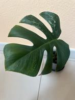 Monstera variegata bouture, Huis en Inrichting, Kamerplanten, Ophalen