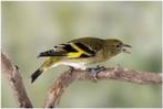 Magelhaense Siskin, Dieren en Toebehoren, Vrouwelijk, Geringd