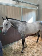 Allround D-pony, Dieren en Toebehoren, Merrie, Minder dan 160 cm, Gechipt, Niet van toepassing