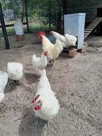 Poulle de bresse, Dieren en Toebehoren