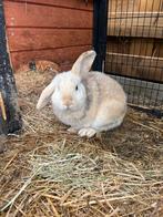 Ram hangoor x dwergkonijn, Dieren en Toebehoren, Mannelijk, Dwerg, Hangoor, 0 tot 2 jaar