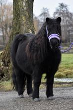 ** Grote,lieve 4 jarige nsps shetlander ruin**, Dieren en Toebehoren, Pony's, Met stamboom, Ruin, Niet van toepassing, A pony (tot 1.17m)