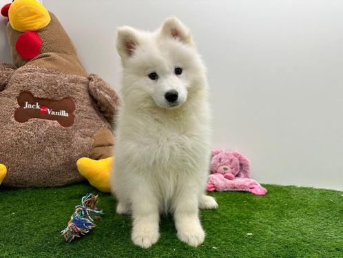 Samojeed pups, Dieren en Toebehoren, Honden | Poolhonden, Keeshonden en Oertypen, Meerdere dieren, Keeshond, Fokker | Professioneel