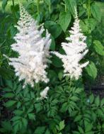 Astilbe, Ophalen, Zomer, Vaste plant, Volledige schaduw