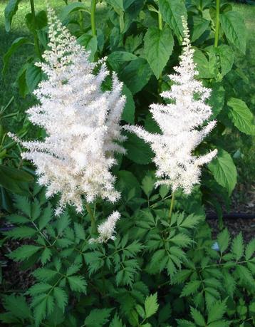 Astilbe beschikbaar voor biedingen