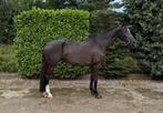 ‼️ knappe 11 KWPN merrie v. Sport-Recreatie-Fokkerij ‼️, Dieren en Toebehoren, Paarden, Merrie, Gechipt, L, 11 jaar of ouder