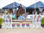 10-jarige ruin, KWPN Kidane Springen 110cm, Dieren en Toebehoren, Paarden, Springpaard, Ruin, Zadelmak, 160 tot 165 cm