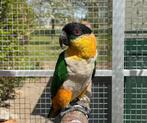 Zwartkop caique man, Geringd