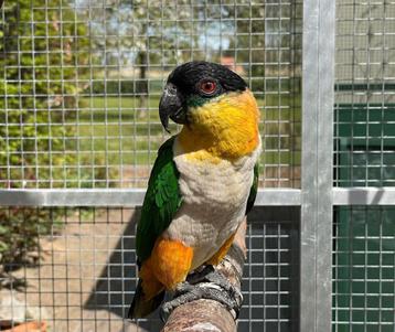 Zwartkop caique man beschikbaar voor biedingen