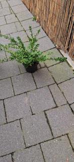 Lonicera maigrun zeer mooi, Tuin en Terras, Ophalen