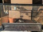 Terrarium, vivarium, Animaux & Accessoires, Enlèvement