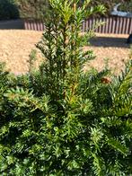 Taxus, Tuin en Terras, Planten | Bomen, Ophalen