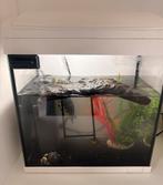 Aquarium + Schildpaad te koop, Ophalen, Zo goed als nieuw