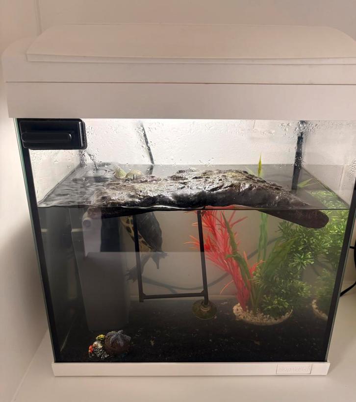 Aquarium + Schildpaad te koop, Dieren en Toebehoren, Vissen | Aquaria en Toebehoren, Zo goed als nieuw, Ophalen