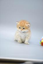 Brits langhaar / British longhair Golden chinchilla, Dieren en Toebehoren, Katten en Kittens | Raskatten | Korthaar, Meerdere dieren