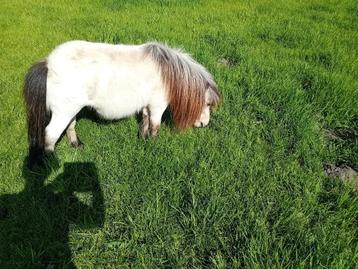 2 jarige buckskin hengst beschikbaar voor biedingen