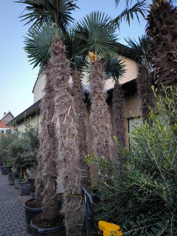 Winterharde palmbomen in grote maten : Trachycarpus fortunei, Tuin en Terras, Halfschaduw, Lente, 250 tot 400 cm, Palmboom