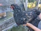 Mooie jonge Brahma haan te koop, zilverberken, 4 maanden oud, Dieren en Toebehoren, Pluimvee, Mannelijk, Kip